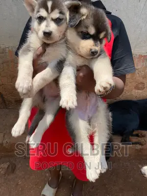 1-3 months Male Purebred Siberian Husky