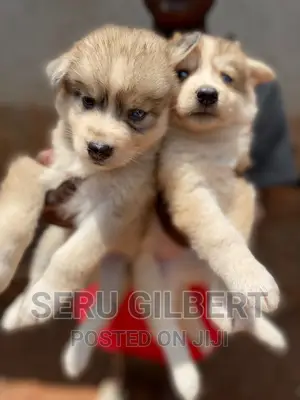 3-6 months Male Purebred Siberian Husky