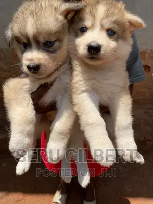 1-3 months Male Purebred Siberian Husky
