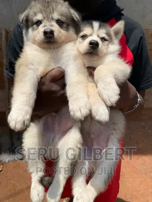 1-3 months Male Purebred Siberian Husky