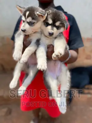 3-6 months Male Purebred Siberian Husky