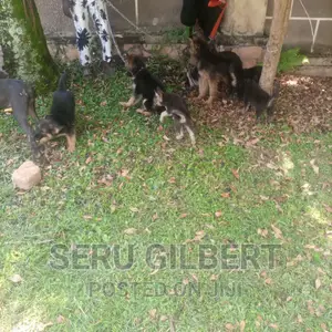 3-6 months Male Purebred German Shepherd