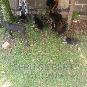 1-3 months Male Purebred German Shepherd