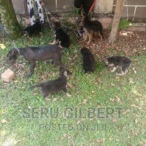 1-3 months Male Purebred German Shepherd