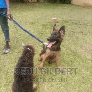 3-6 months Male Purebred German Shepherd