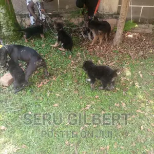 3-6 months Male Purebred German Shepherd