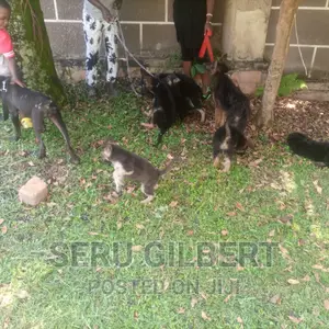 1-3 months Male Purebred German Shepherd