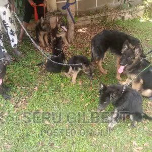 1-3 months Male Purebred German Shepherd