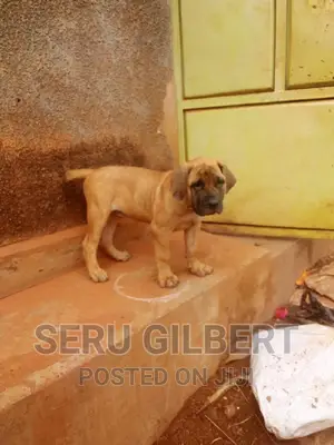 3-6 months Male Purebred Boerboel