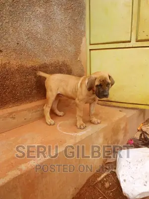 0-1 month Male Purebred Boerboel