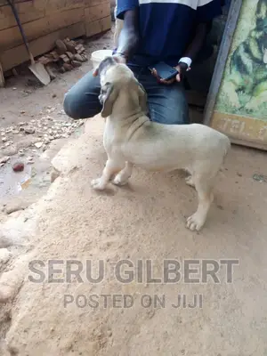 3-6 months Male Purebred Boerboel