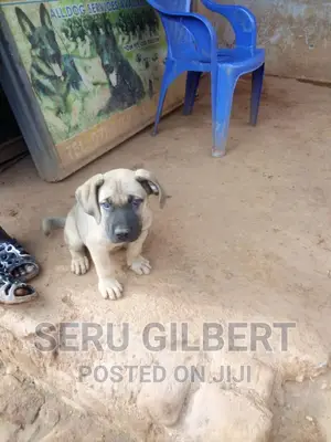 1-3 months Male Purebred Boerboel
