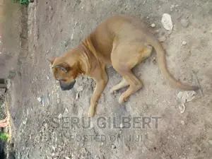 1-3 months Male Purebred Boerboel
