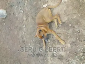 1-3 months Male Purebred Boerboel