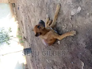 3-6 months Male Purebred Boerboel