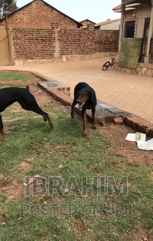 3-6 months Male Purebred Doberman Pinscher