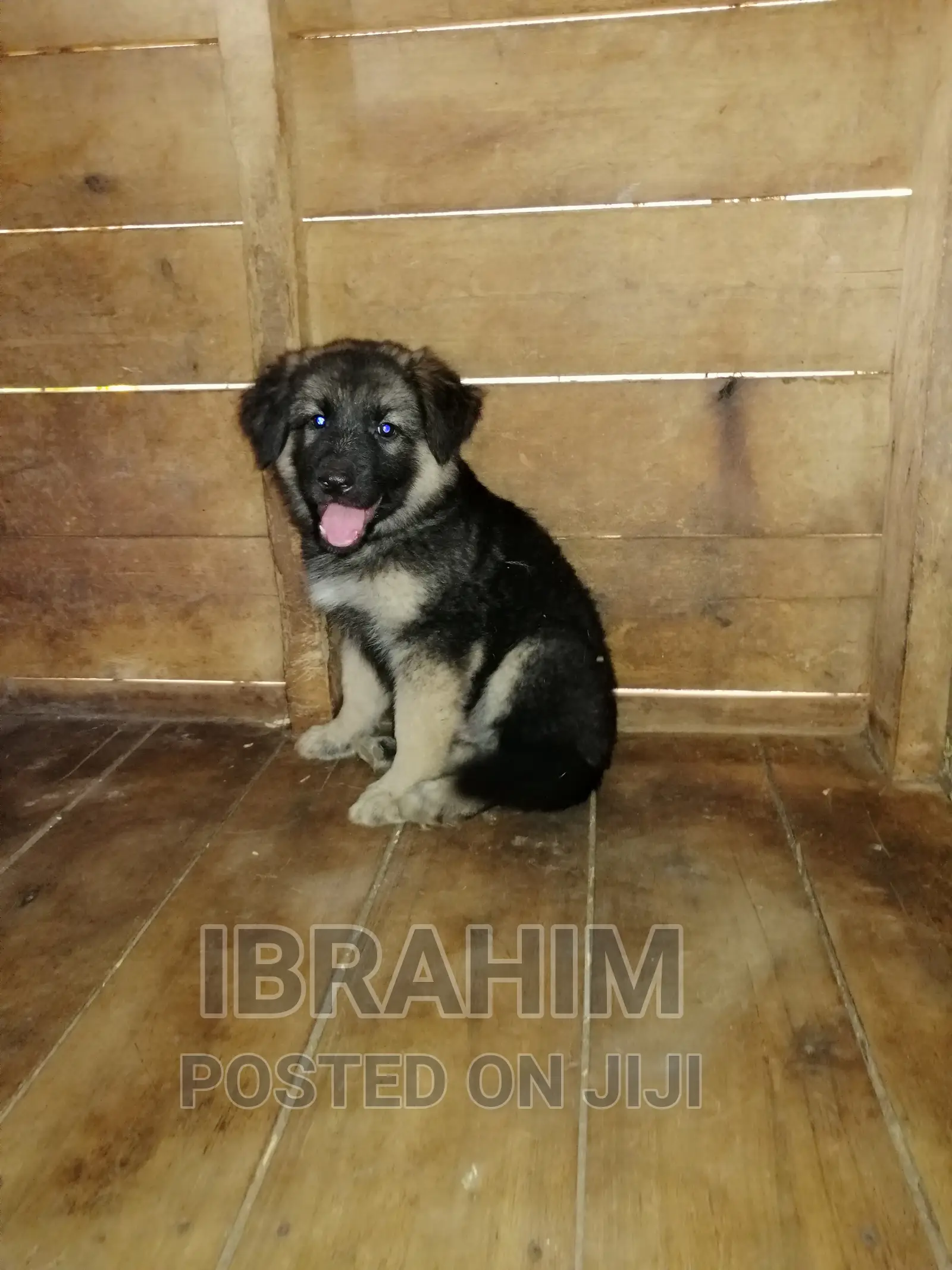1-3 months Male Purebred German Shepherd