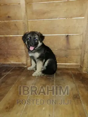 1-3 months Male Purebred German Shepherd