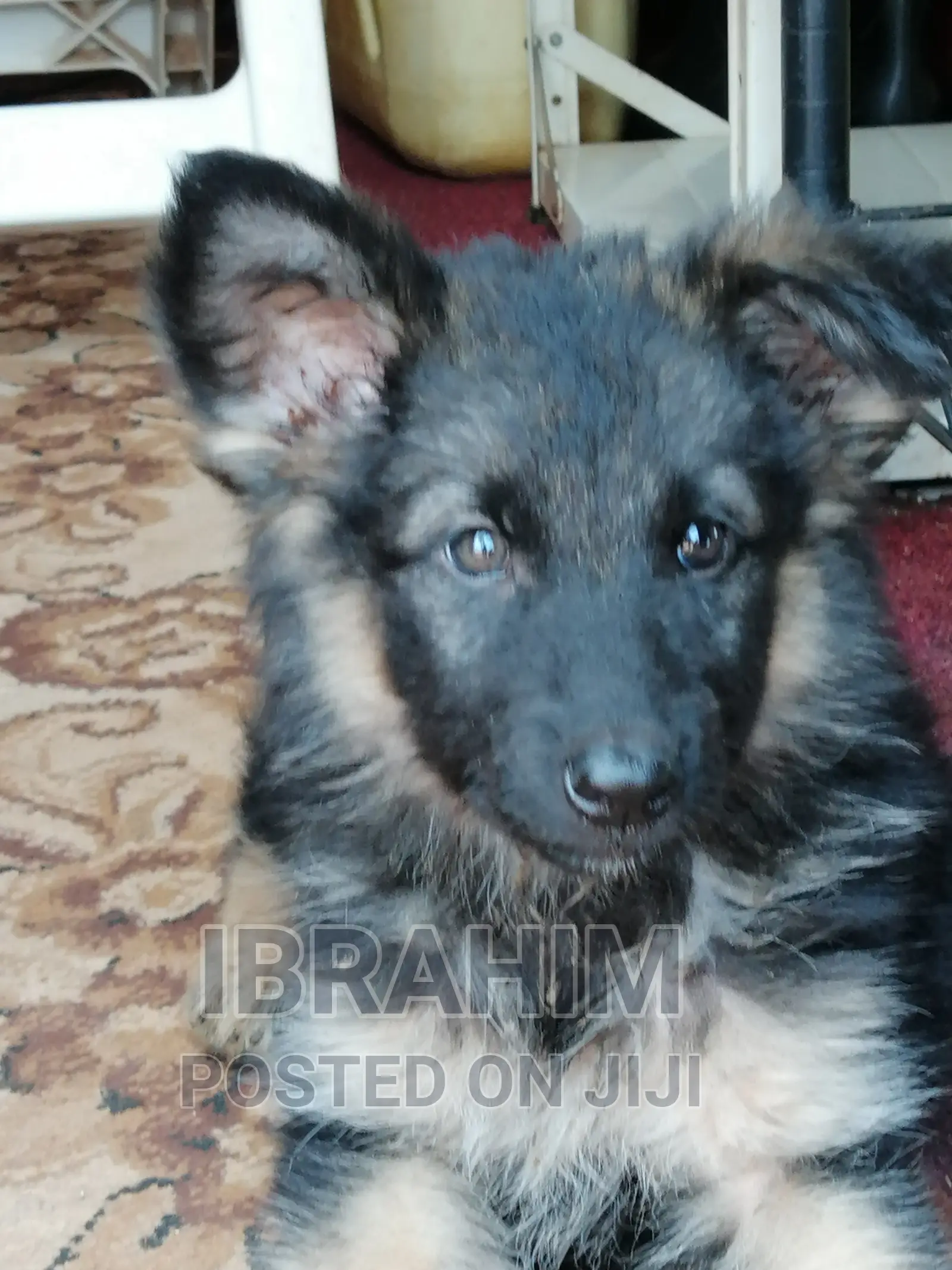 1-3 months Male Purebred German Shepherd