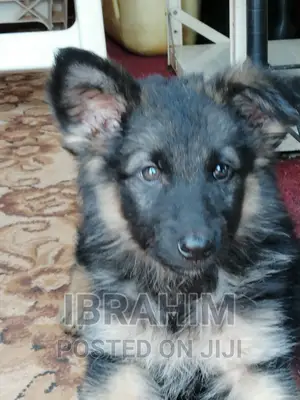1-3 months Male Purebred German Shepherd