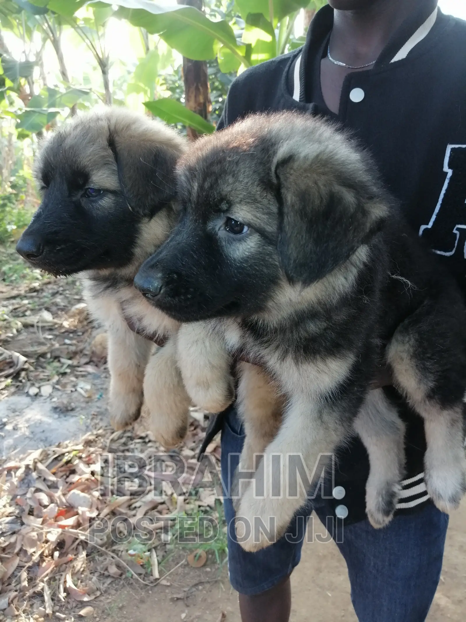 1-3 months Male Purebred German Shepherd