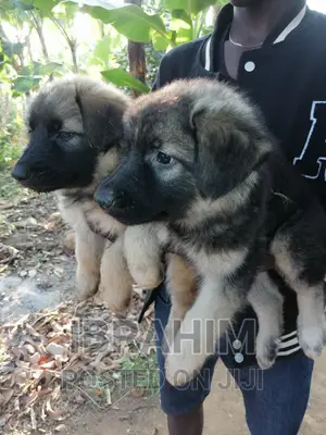 1-3 months Male Purebred German Shepherd