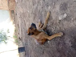 3-6 months Male Purebred Boerboel