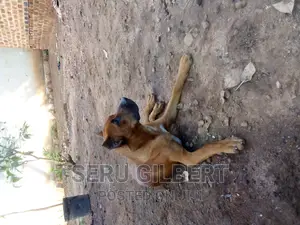 0-1 month Male Purebred Boerboel