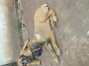 3-6 months Male Purebred Boerboel