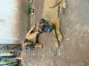 3-6 months Female Purebred Boerboel