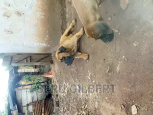 6-12 months Male Purebred Boerboel