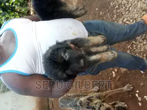 1-3 months Male Purebred German Shepherd