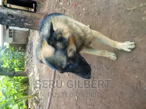 6-12 months Male Purebred German Shepherd