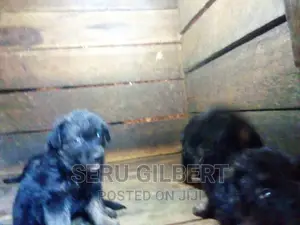 1-3 months Male Purebred German Shepherd