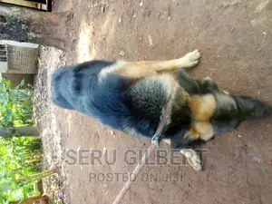 3-6 months Male Purebred German Shepherd