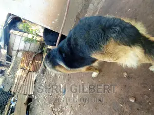 6-12 months Male Purebred German Shepherd