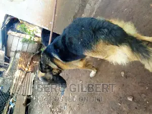 3-6 months Male Purebred German Shepherd