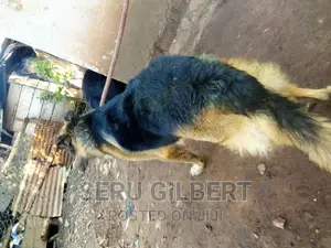 6-12 months Male Purebred German Shepherd