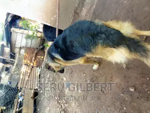 1-3 months Male Purebred German Shepherd