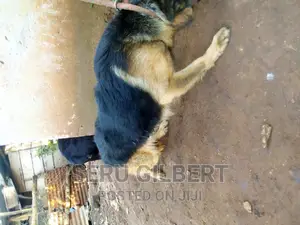 1-3 months Male Purebred German Shepherd