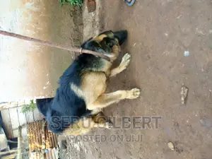 1-3 months Male Purebred German Shepherd