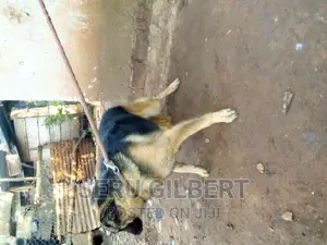 6-12 months Male Purebred German Shepherd