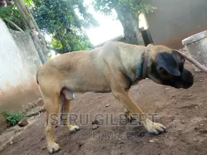 3-6 months Male Purebred Boerboel