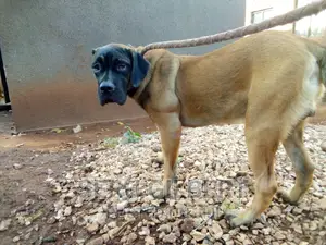 6-12 months Male Purebred Boerboel