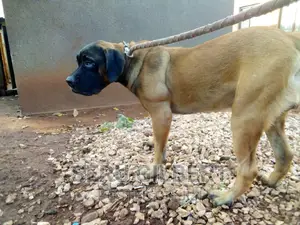 6-12 months Male Purebred Boerboel