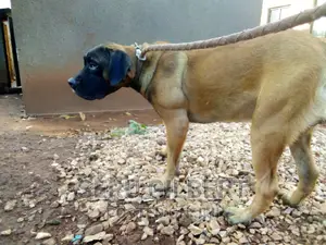 3-6 months Male Purebred Boerboel