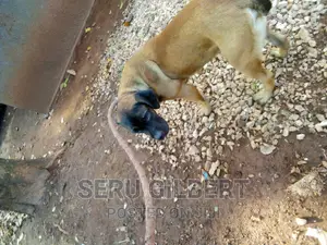 6-12 months Male Purebred Boerboel