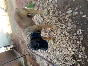 6-12 months Male Purebred Boerboel