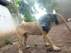 6-12 months Male Purebred Boerboel