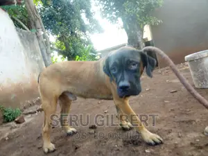 3-6 months Male Purebred Boerboel